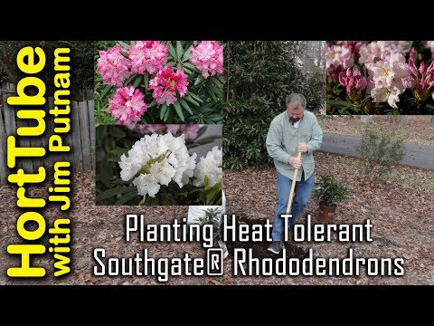 Southgate Splendor Rhododendron