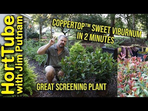 Coppertop Sweet Viburnum