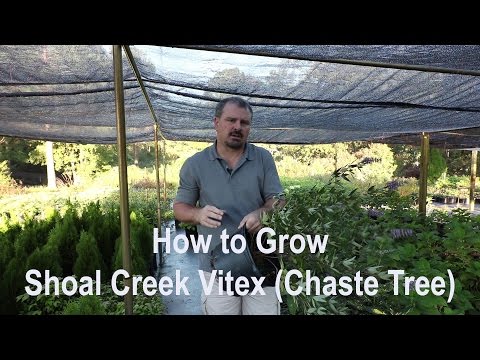 Shoal Creek Chaste Tree (Vitex)