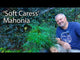 Jim Putnam discusses Soft Caress Mahonia for sale with care instructions and where to plant