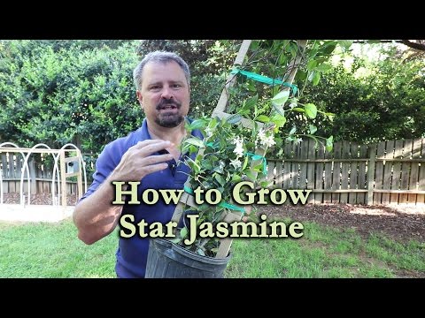 Star Jasmine Vine (Large-Leaf)