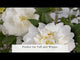 October Magic Snow Camellia (Sasanqua)