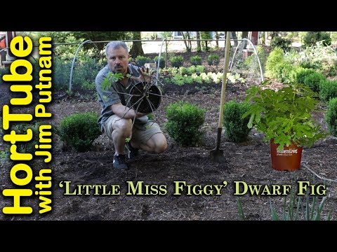 Little Miss Figgy Dwarf Fig