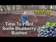 Premier Blueberry Bush