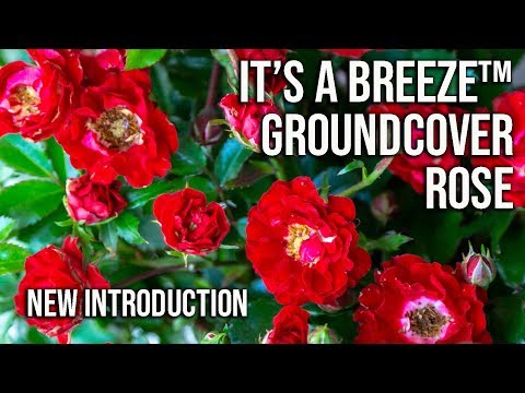 It’s A Breeze Groundcover Rose