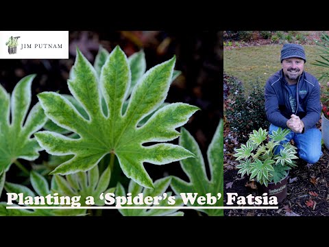 Jim Putnam talks about planting the shade loving Spider's Web Fatsia from Southern Living Plant Collectioin