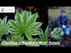 Jim Putnam talks about planting the shade loving Spider's Web Fatsia from Southern Living Plant Collectioin