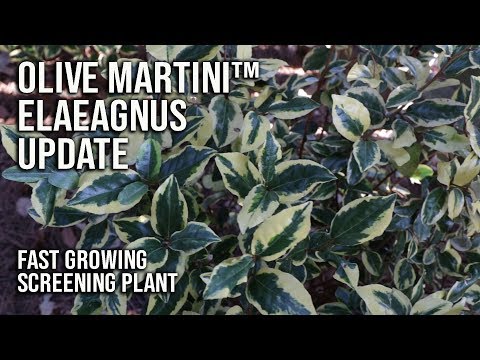 Olive Martini Elaeagnus