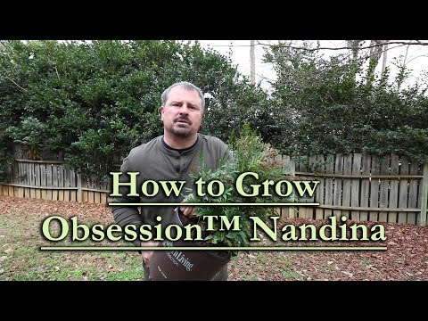 Obsession Nandina