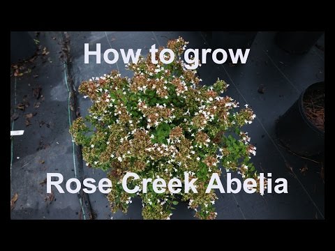 This video contains a detailed description of Rose Creek Abelia. Rose Creek is a low growing variety of Abelia with persistent white flowers throughout the summer. It is low maintenance, drought and deer resistant. Flowering begins in late spring and continues until almost frost. Rose Creek is evergreen and reaches only 3 feet in height and width. Very bee friendly variety.