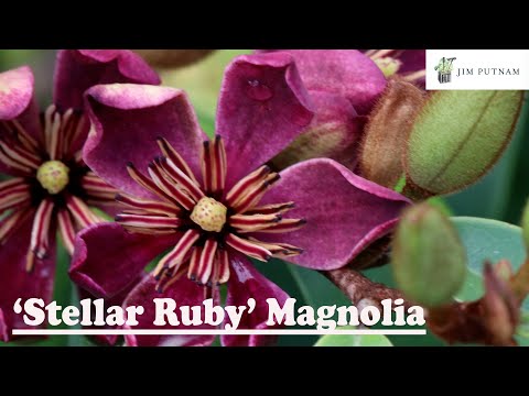 Stellar Ruby Magnolia (Banana Shrub)