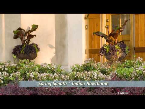Spring Sonata Indian Hawthorne