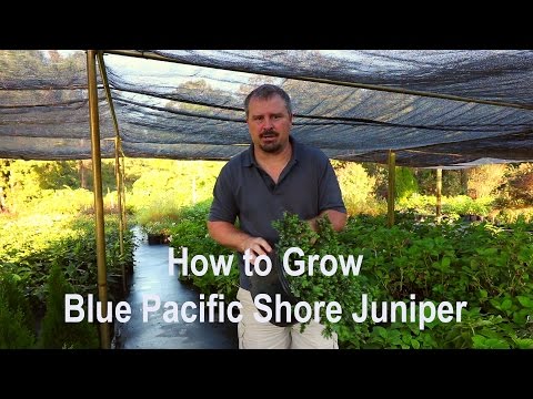 about blue pacific juniper (shore juniper)