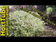 Planting A Miss Lemon™ Abelia - In this video I plant a Miss Lemon™ Abelia in my landscape. This is an awesome low growing evergreen variegated foliage shrub that blooms all summer long. It is drought tolerant, pest resistant, and great for pollinators. Miss Lemon™ Abelia is a great choice for foundation and container planting. 