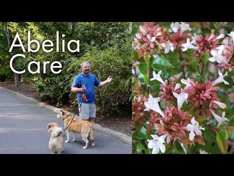 How to Maintain Abelia - Description and Care Instructions - In this video I show off several different Abelia varieties and talk though and demonstrate maintenance of them. Abelia are great landscape plants for pollinators. They are deer resistant, pest resistant and drought tolerant.