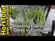 Carex EverColor ‘Everglow’