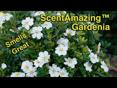 ScentAmazing Gardenia