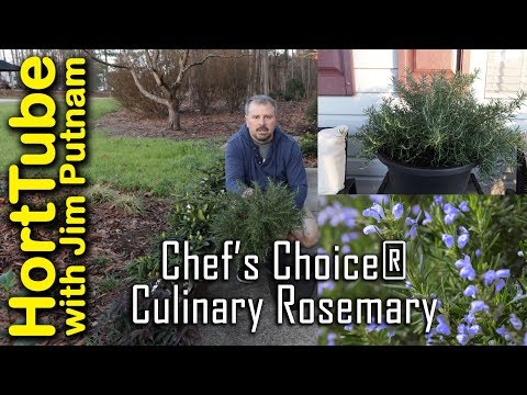 Chef's Choice Culinary Rosemary