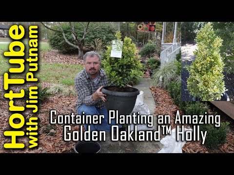 Golden Oakland Holly