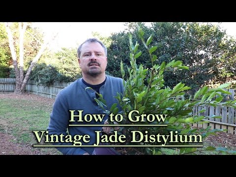 Vintage Jade Distylium