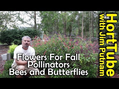 Attracting Pollinators to the Fall Garden - Bees and Butterflies - In this video I talk about perennials, shrubs, trees, annuals that bloom in the fall and work to get pollinators into your garden. I can't possibly cover all the plants that would attract bees and butterflies in the fall, but I mainly just want to get people thinking about it. These flowering plants will also extend the enjoyment of your garden well into fall.