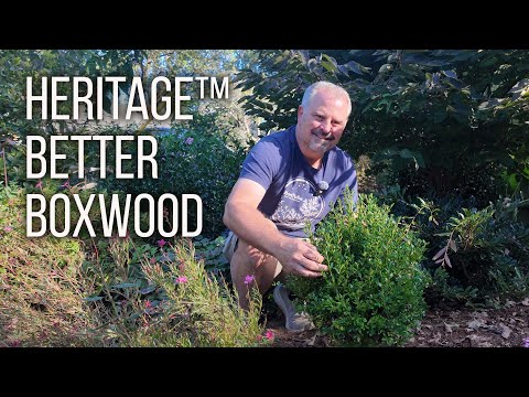 About and how to care for Heritage Boxwood from Better Boxwood Shrubs