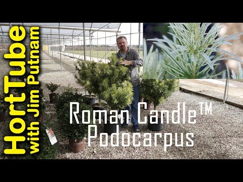 Roman Candle Podocarpus Yew