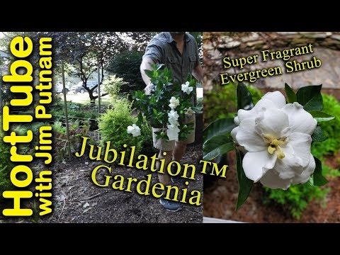 Jubilation Gardenia