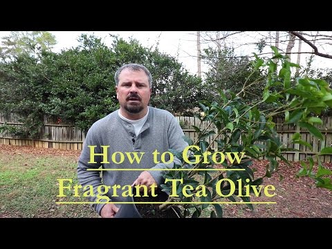 Sweet Olive Osmanthus (Fragrant Tea Olive)