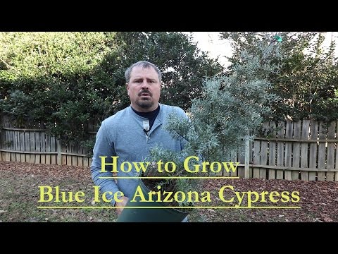 Blue Ice Cypress