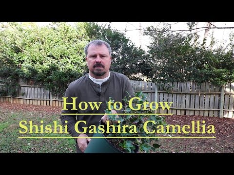 Shi Shi Gashira Camellia (Sasanqua)
