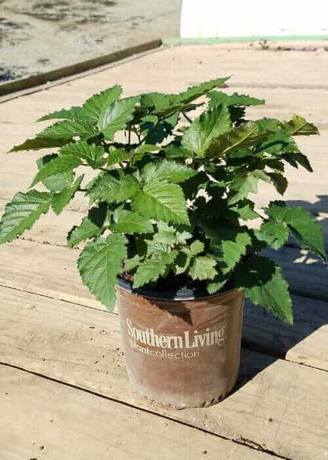 2.5 Quart Prime-ark® Freedom Thornless Blackberry bush for sale with lush green foliage in a southern living plant collection pot on a wooden porch