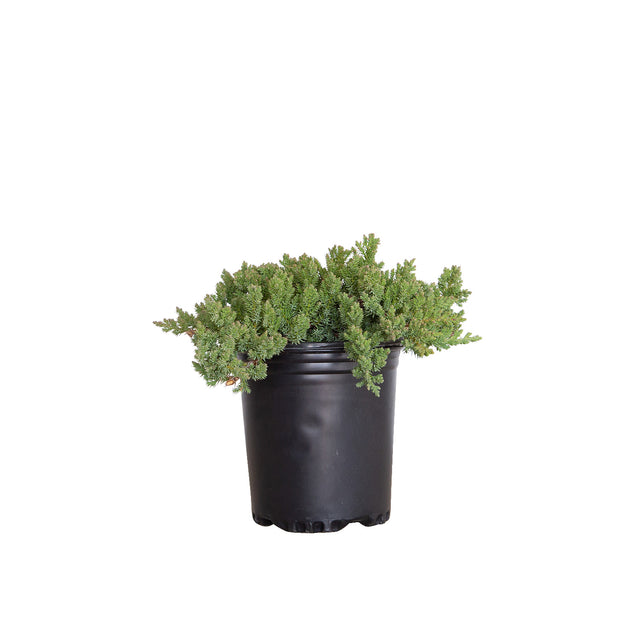 2.5 Quart procumbens nana juniper for sale with groundcover foliage in a black pot on a white background