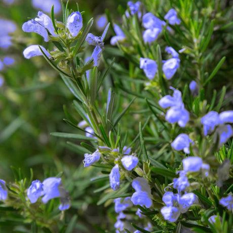 Chefs Choice Culinary Rosemary blue - purple blooms and green needle like foliage
