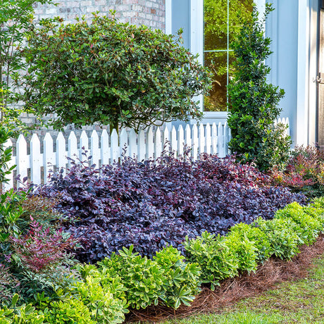 purple diamond loropetalum shrub in the landscape