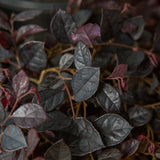 Purple Pixie Loropetalum foliage is purple and grows in a weeping habit