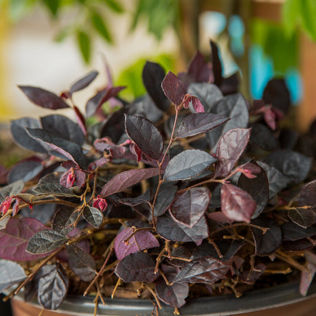 Purple Pixie Loropetalum purple leaves