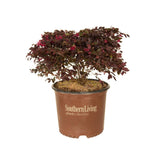 3 gallon loropetalum chinense purple daydream fringe flower for sale online