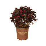  loropetalum chinense purple daydream fringe flower for sale 