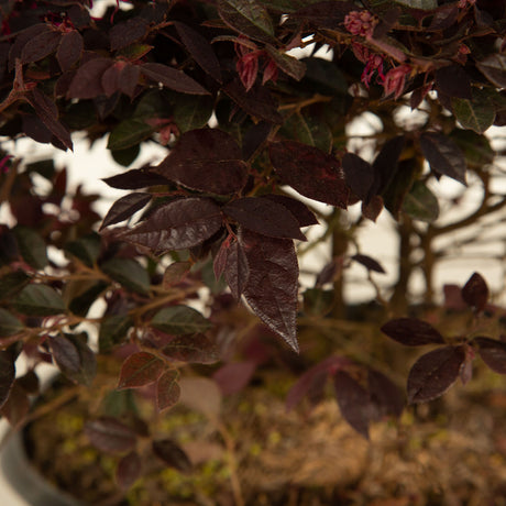 southern living purple daydream loropetalum shrub with pink fringe flowers 