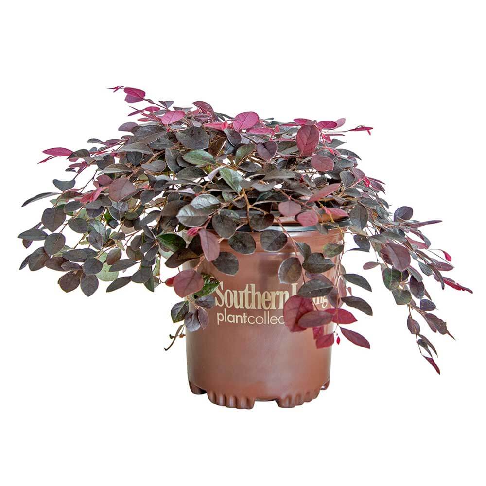 weeping purple pixie loropetalum for sale from southern living plant collection