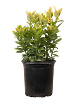 Golden Euonymus evergreen shrub with yellow and green leaves