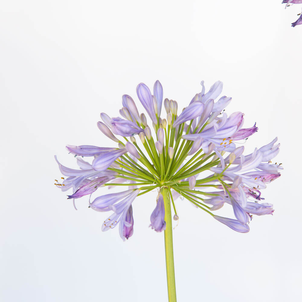 tall violet blue agapanthus africana lily of the nile heavenly bamboo