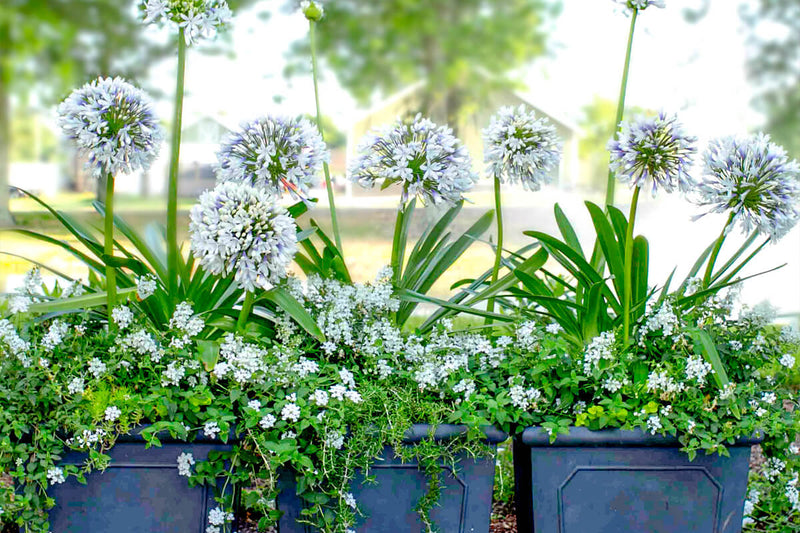 Queen Mum agapanthus plants with large white flowers in containers