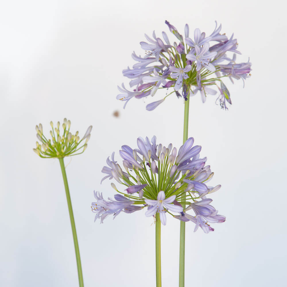 tall violet blue agapanthus africana lily of the nile heavenly bamboo