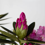 flowering rhododendron bushes for sale online