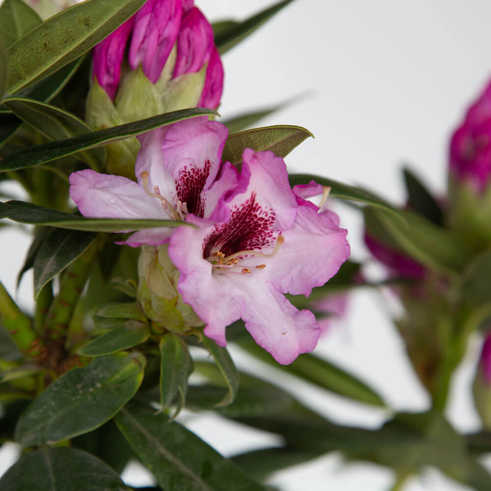 radiance rhododendron pink flowering plant for sale