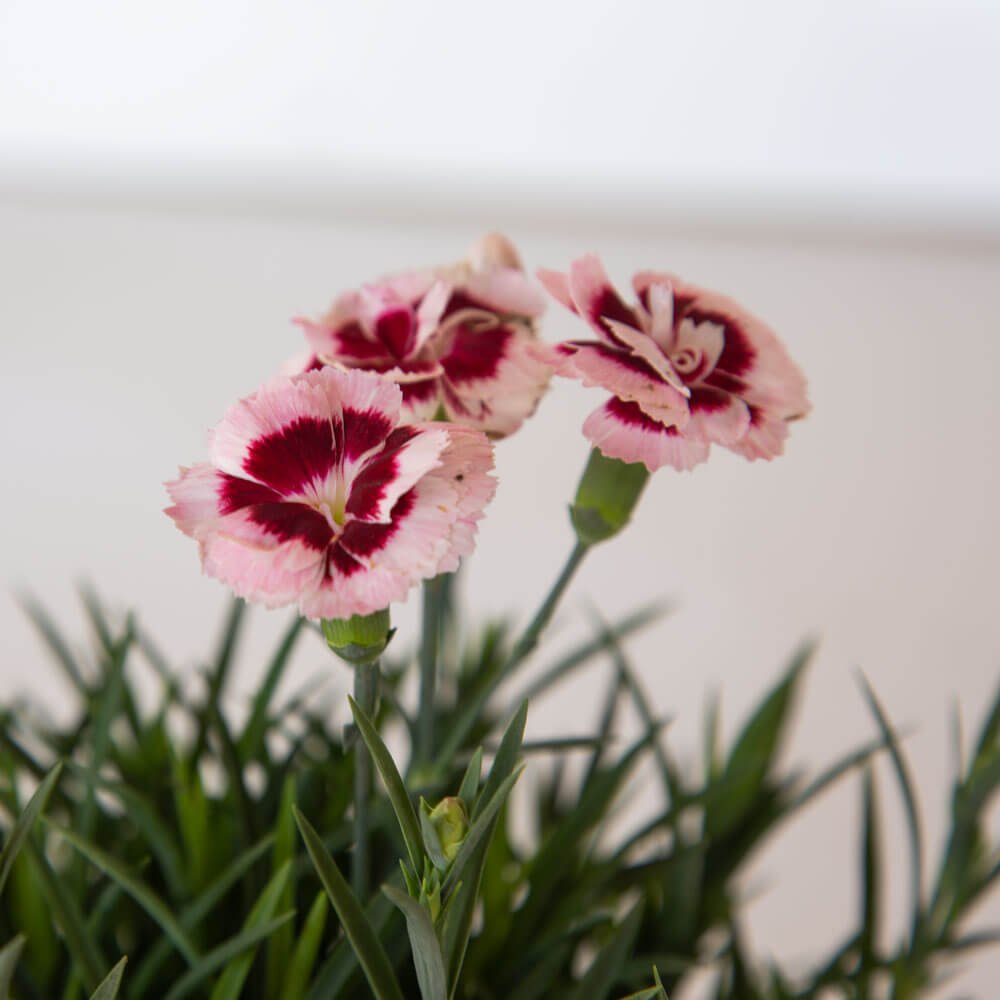 Scent First Raspberry Surprise Dianthus | PlantsbyMail.com – Plants by Mail