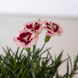scent first raspberry surprise dianthus pink