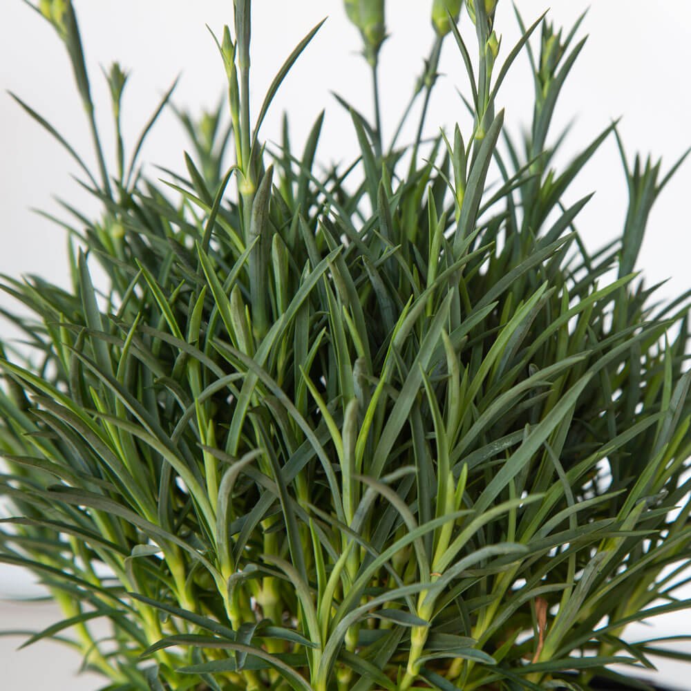 Scent First Raspberry Surprise Dianthus | PlantsbyMail.com – Plants by Mail